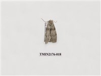 藏品(臺灣銀斑異波紋蛾)的圖片